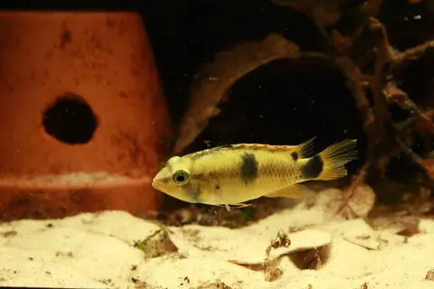 Apistogramma pantalone
