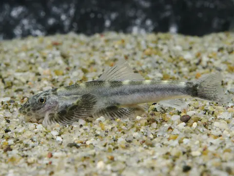 刺臀华吸鳅