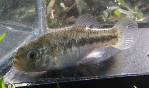 Cyprinodon alvarezi