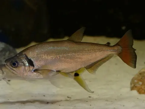 Hydrolycus tatauaia