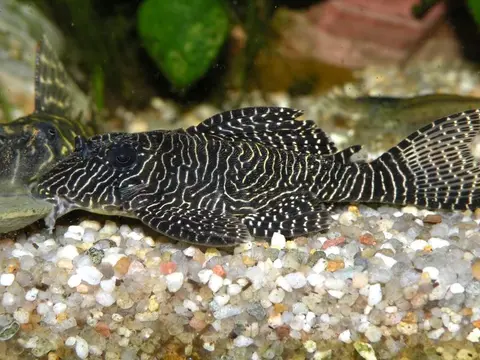 Hypancistrus sp.