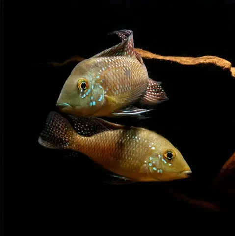 'Geophagus' iporangensis