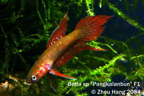 Betta uberis