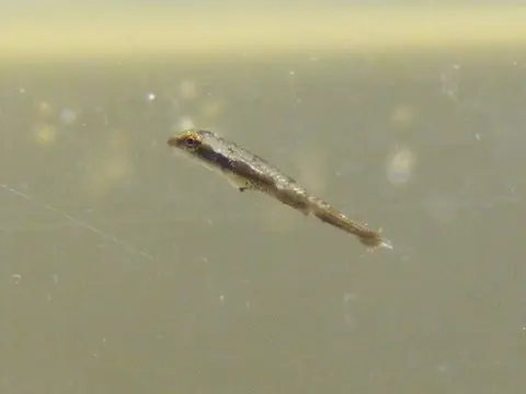 管口铅笔鲤