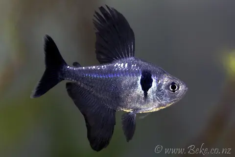 黑鳍多齿脂鲤