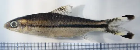 Sahyadria chalakkudiensis
