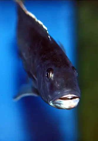 Champsochromis caeruleus