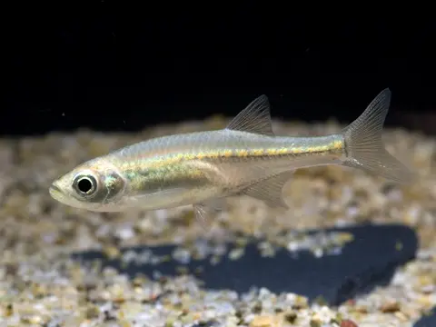 Devario sp. 'purple cypris'