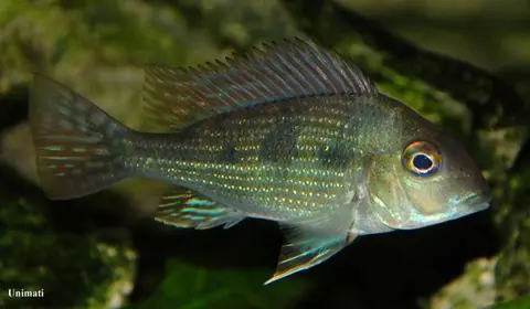 Geophagus sp. 'Pindaré'