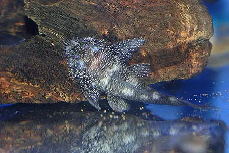 Ancistrus sp.