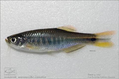 Danio sp. 'TW01'