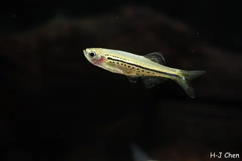 黑带斑马鱼