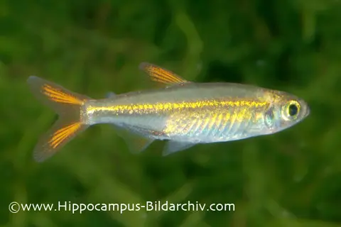 Ladigesia roloffi