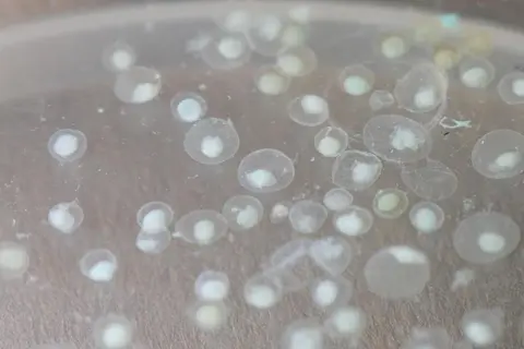 三间鼠