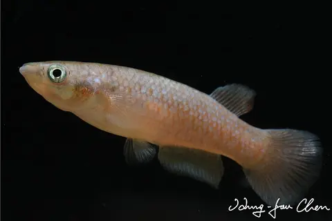 萨氏粗背鮰
