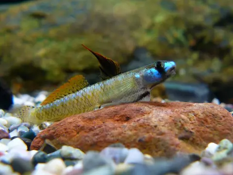 黑鳍枝牙鰕虎