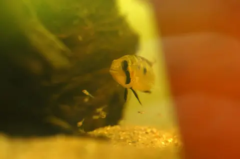 Apistogramma sp. 'breitbinden'
