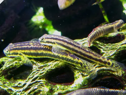 Stiphodon ornatus