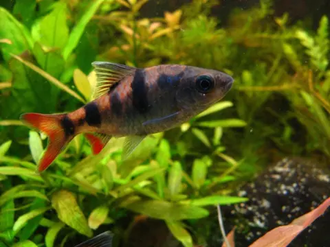 Dawkinsia tambraparniei