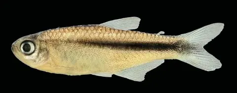 Hyphessobrycon brumado