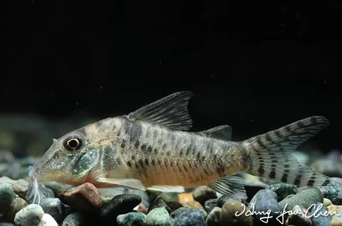 伊丽沙兵鲶