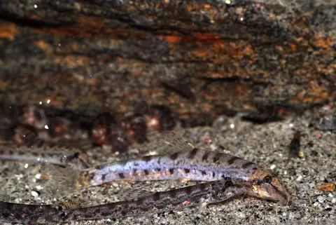 Kottelatlimia hipporhynchos