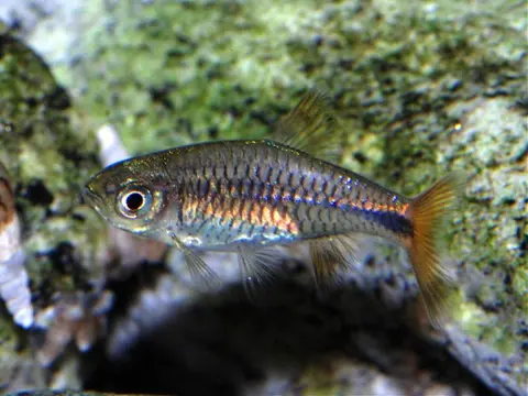 Rasbora lacrimula