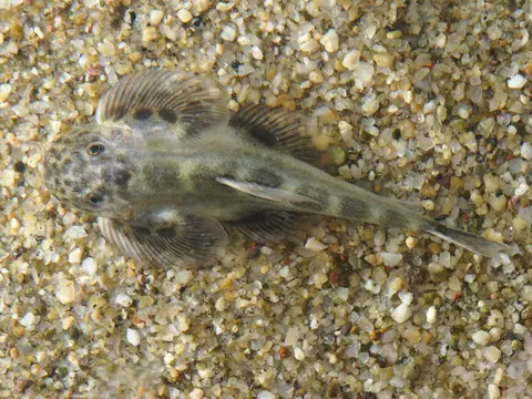 刺臀华吸鳅