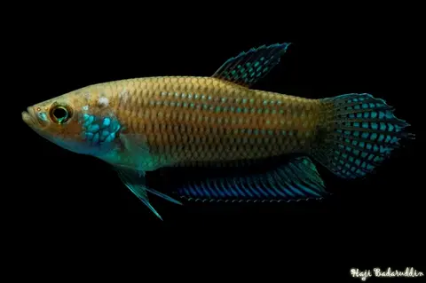 Betta stigmosa