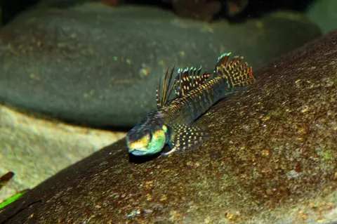 Stiphodon ornatus