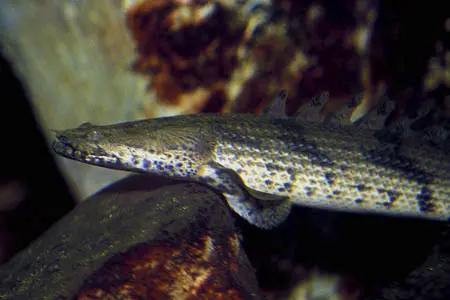Polypterus endlicheri endlicheri
