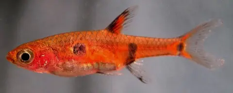 斑纹泰波鱼