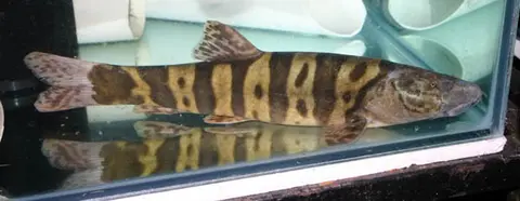 长薄鳅