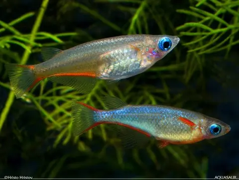 Oryzias woworae