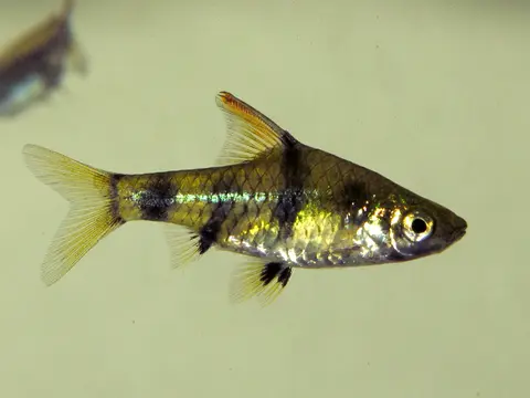 Pethia canius