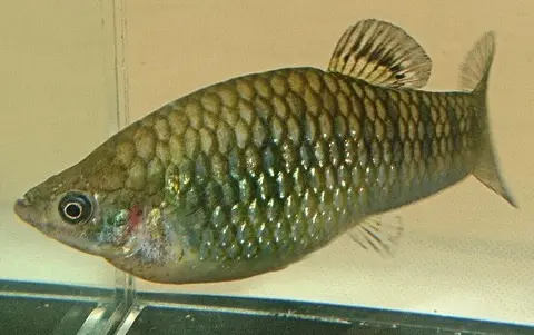 黑带泥鮰