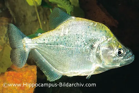 格里氏锯脂鲤