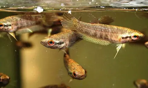 Betta ibanorum