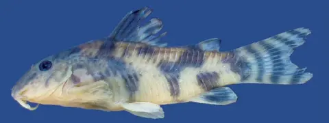Scleromystax salmacis