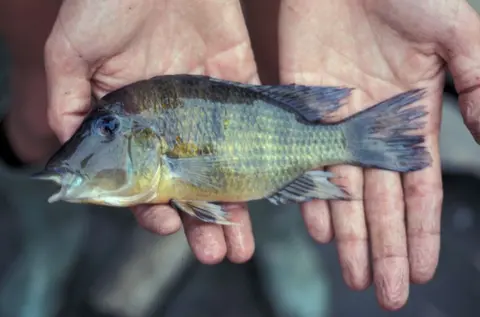 'Geophagus' pellegrini