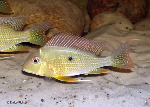 Geophagus altifrons