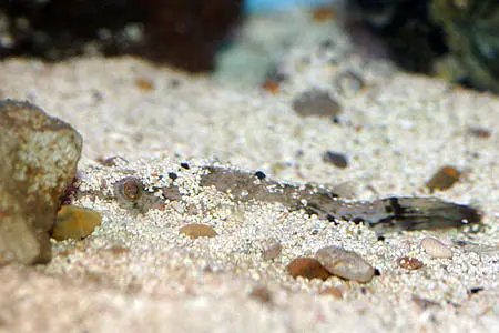 Tetraodon suvattii