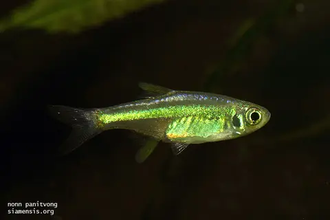 Microdevario kubotai
