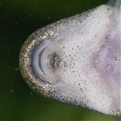 Erromyzon sp. 'ER01'