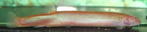 野潘鳅