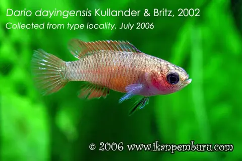 Dario dayingensis