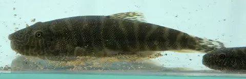 Gastromyzon extrorsus