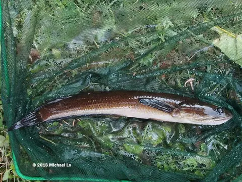 Channa baramensis