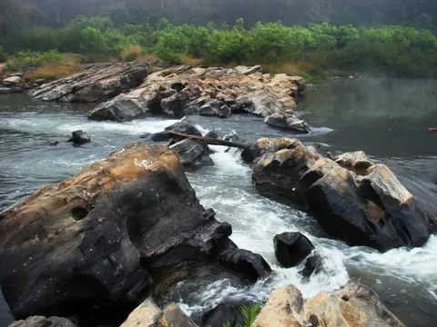 条纹沙鳅