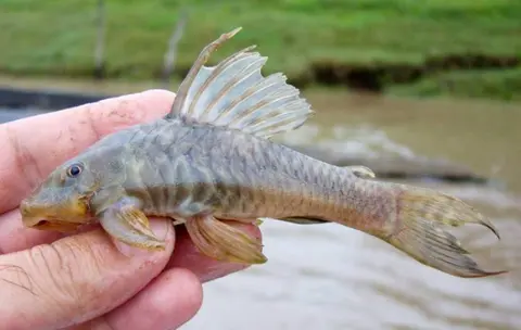 Peckoltia bachi